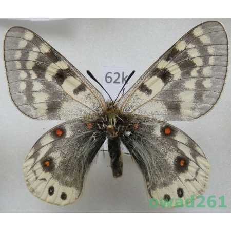 Parnassius acdestis subsp. roweii Sorimachi, 1994 China62k